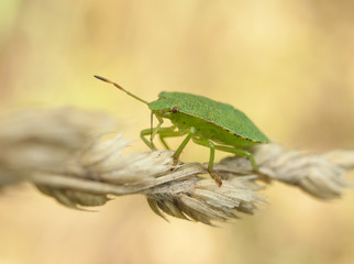 Life in the grass
