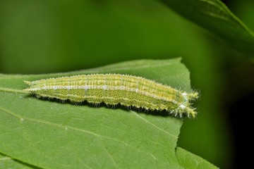 A green Tawny Emperor caterpillar (Asterocampa clyton) feeding on a leaf, showing interesting rough textures.