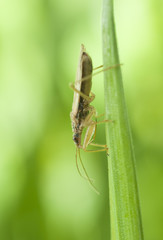 Life in the grass