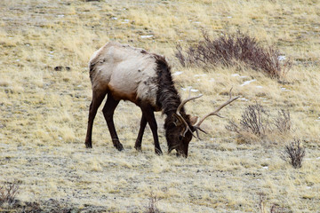 Rocky Mountain Colorado Elk