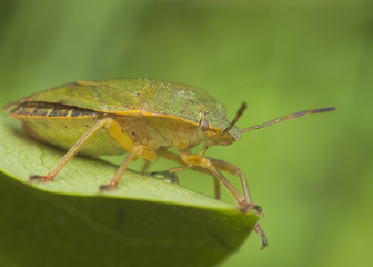 Life in the grass