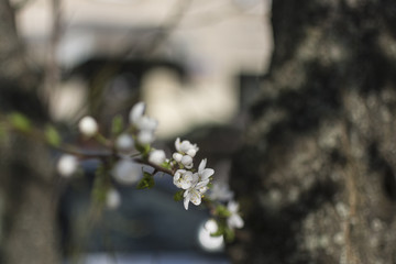 Blossom cherry flowers