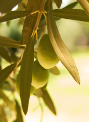 Olive fruit tree with olives. close up