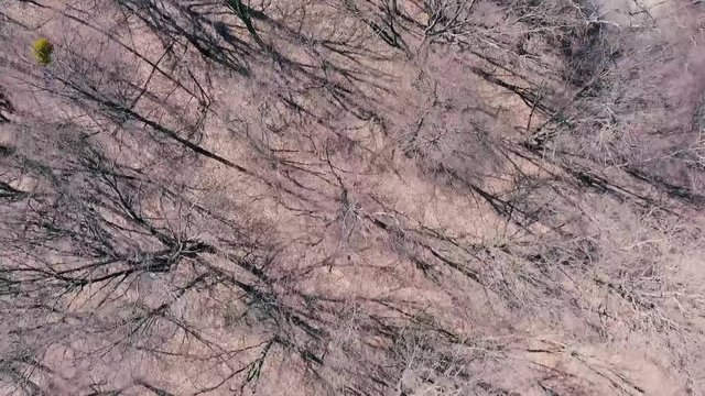 drone flies high above the meadow and makes a video, early spring.