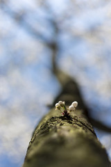 Blossom cherry flowers