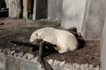 polar bear in captivity