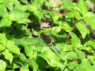 red dragon-fly