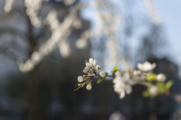 Blossom cherry flowers