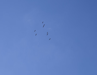 Wild geese migrate in early spring. The flight of birds in the sky