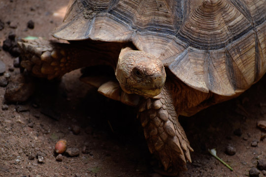 Head of turtle