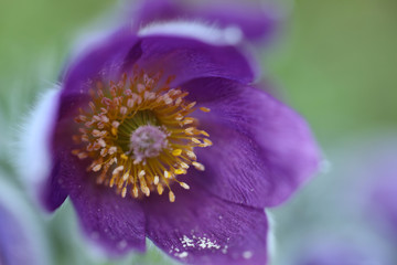 Blühende Küchenschelle Pulsatilla Vulgaris