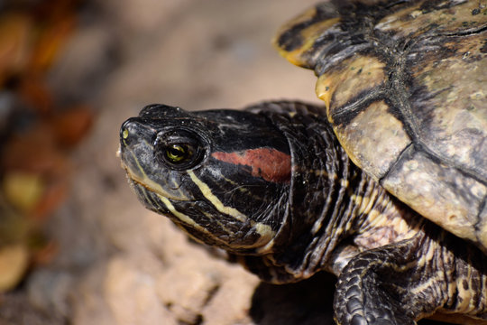Head of turtle