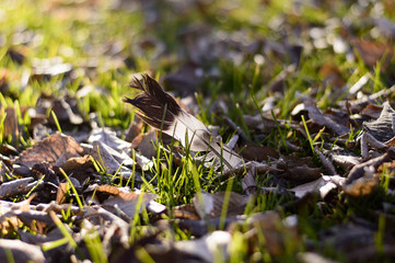 una pluma de pájaro en medio del césped