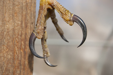 Paw of a bird of prey with black claws. Claws close-up.
