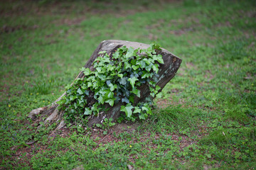 つたに覆われた切り株