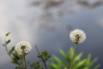 池の側に咲いたタンポポの綿毛