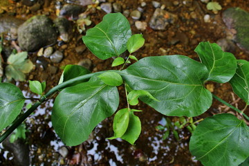Green Himalayan Honeysuckle Leaves Over a River