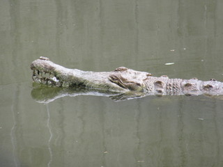 alligator