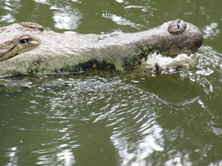 alligator