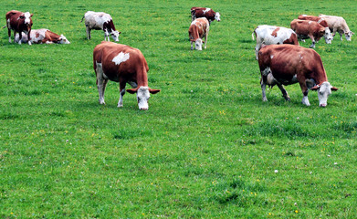 Obraz premium Cows on a field. Space for text on foreground.