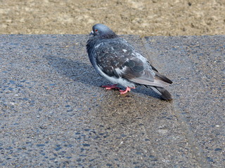 Feral Pigeon Walking on the Pavement by the Beach