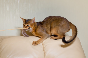 Абиссинский кот крупным планом на кожаном диване в...