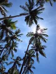 Fototapeta na wymiar palms