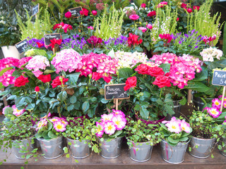 Florist Shelves Spring Flowers 