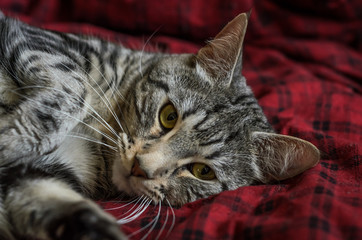 Striped gray cat lies on the rug