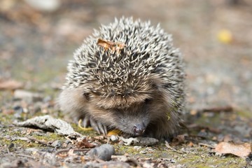 West European hedgehog on the ground. Common hedgehog
