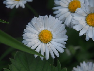 Fototapeta premium Blossoms of chamomile. White petal. Yellow pistil and stamens.