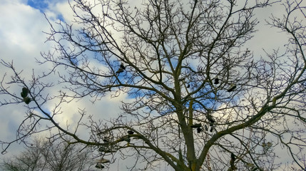 Funny tree with hanging shoes