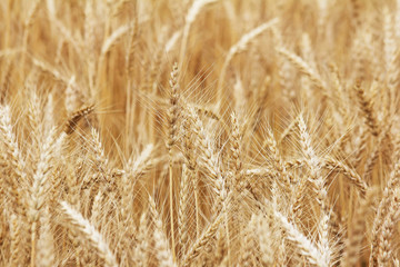 Orange background with barley ripe