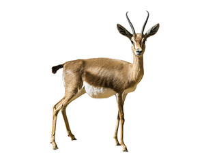 Gazel-Dorcas - wild animal isolated on white background