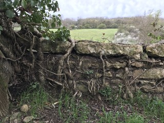 Le mur aux racines