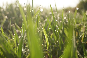 Fototapeta na wymiar Fresh green grass with dew drops closeup. 