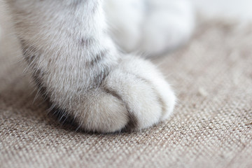 Little cat's paw. lovely soft fur.