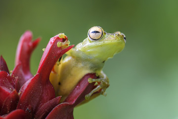Naklejka premium Red-webbed Tree Frog - Hypsiboas rufitelus, beautiful green frog from Central America forests, Costa Rica.