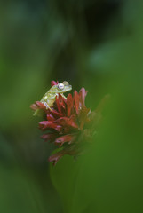 Red-webbed Tree Frog - Hypsiboas rufitelus, beautiful green frog from Central America forests, Costa Rica.