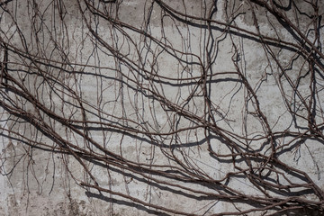 Obraz premium ivy on stone wall background