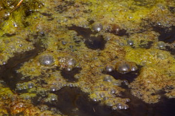 Naklejka na ściany i meble Dense covering of bright green algae with trapped gas bubbles floating on dark water
