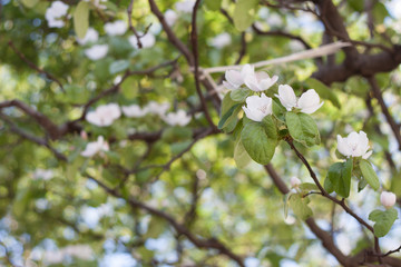 spring blooming flowers background