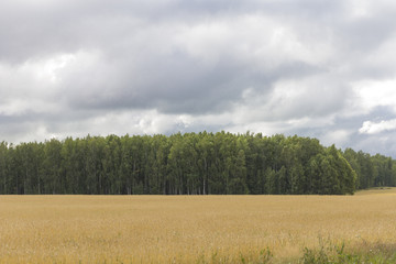 Fototapeta premium Yellow grain ready for harvest growing in a farm field