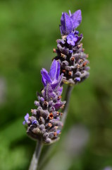 Lavender Macro