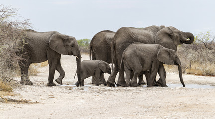 Obraz premium Elephant family in the mud drinking and bathing after the first rains in Etosha National Park in Namibia