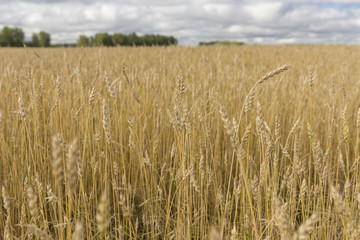 Yellow grain ready for harvest growing in a farm field