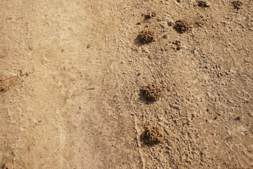 earthwarm, heap of soil 