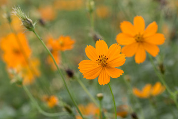 Orange Mexican Aster beautiful with soft light. Flower  with bokeh background.
