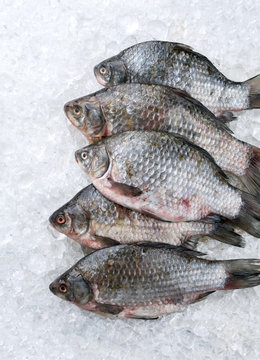 Raw fresh crucian carp on ice offered as top view