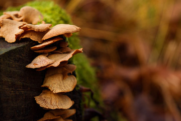Pilze auf Baumstumpf
